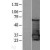 Western Blot: 14-3-3 sigma/Stratifin  Lysate [NBL1-15882] - Western Blot experiments. 
Left-Control; Right -Over-expression Lysate for SFN